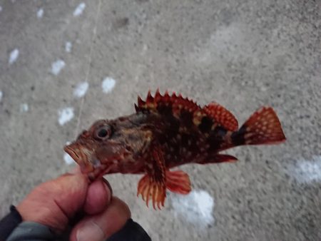 マイカ釣のつもりが